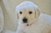 โรคลำไส้อักเสบในสุนัข (Canine Parvo Virus) โรคลำไส้อักเสบในสุนัข (Canine Parvo Virus)