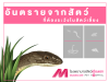 สัตว์มีพิษที่ควรระวังในสัตว์เลี้ยง