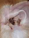 ไรในหู (Ear mite) ไรในหู (Ear mite)