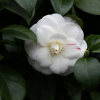 หัวเชื้อน้ำหอมกลิ่น Camellia / ดอกคามีเลีย