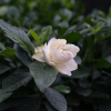 หัวเชื้อน้ำหอมกลิ่น Gardenia
