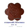 ดาวกุหลาบน้ำตาลแดง