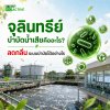 จุลินทรีย์บำบัดน้ำเสียระบบบำบัดน้ำเสียโรงงานอุตสาหกรรมที่ใช้ จุลินทรีย์บำบัดน้ำเสียระบบบำบัดน้ำเสียโรงงานอุตสาหกรรมที่ใช้