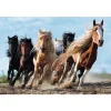 TREFL 1000 Piece Jigsaw Puzzle - Galloping horses จิ๊กซอว์ 1000 ชิ้น