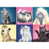 TREFL 500 Piece Jigsaw Puzzle - Kittens จิ๊กซอว์ 500 ชิ้น
