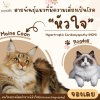 สายพันธุ์แมวที่มีความเสี่ยงเป็นโรคหัวใจ