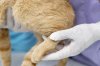 โรคเชื้อราแมว (Feline Ringworm): ข้อควรระวัง พร้อมวิธีรักษาและป้องกันสัตว์เลี้ยงแสนรักอย่างถูกต้อง โรคเชื้อราแมว (Feline Ringworm): ข้อควรระวัง พร้อมวิธีรักษาและป้องกันสัตว์เลี้ยงแสนรักอย่างถูกต้อง