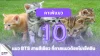 10 คาเฟ่แมวแนว BTS สายสีเขียว 10 คาเฟ่แมวแนว BTS สายสีเขียว
