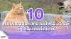 10 คาเฟ่เเมวสุดคิวท์ย่านฝั่งธน 2025 10 คาเฟ่เเมวสุดคิวท์ย่านฝั่งธน 2025