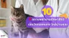 10 สถานพยาบาลรักษาสัตว์เขตวังทองหลาง บริการครบ ดูแลน้องหมาน้องแมวด้วยใจ 10 สถานพยาบาลรักษาสัตว์เขตวังทองหลาง บริการครบ ดูแลน้องหมาน้องแมวด้วยใจ