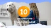10 สถานพยาบาลรักษาสัตว์เขตหลักสี่ 10 สถานพยาบาลรักษาสัตว์เขตหลักสี่
