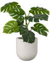 ต้นมอนสเตอร่า ปลอม (Monstera, Swiss Cheese Plant)