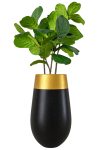 ต้นไทรใบสัก ปลอม Fiddle Fig