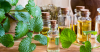 น้ำมันเมลิซา Lemon balm essential oil (melissa OfFICINALIS) น้ำมันเมลิซา Lemon balm essential oil (melissa OfFICINALIS)