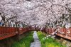 Jinhae Cherry Blossom ทัวร์ซากุระ ปูซาน-จินแฮ พร้อมรถเช่า VIP