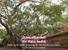 ต้นพระศรีมหาโพธิ์ (Sri Maha Bodhi)