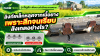 ลิงก์เหล็กหลุดจากเนื้อยางหลังสึกจนเป็นสนิม