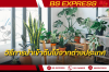 การนำเข้าต้นไม้จากต่างประเทศมีวิธีใดบ้าง ไปดูกัน