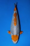 10th CHIANGMAI MATURE KOI SHOW 2024 10th CHIANGMAI MATURE KOI SHOW 2024