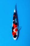 1st ZNA EAST JUNIOR KOI SHOW 2022 1st ZNA EAST JUNIOR KOI SHOW 2022