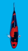 39TH ALL JAPAN YOUNG KOI SHOW 2023 39TH ALL JAPAN YOUNG KOI SHOW 2023