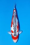 41th ALL JAPAN YOUNG KOI SHOW 2025 41th ALL JAPAN YOUNG KOI SHOW 2025