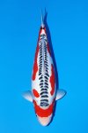 55th ALL JAPAN KOI SHOW 2025 55th ALL JAPAN KOI SHOW 2025
