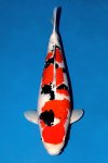 7th ZNA EAST YOUNG KOI SHOW 2022 7th ZNA EAST YOUNG KOI SHOW 2022