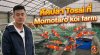 คัดปลา Tosai ที่ Momotaro koi Farm คัดปลา Tosai ที่ Momotaro koi Farm