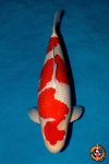 Ratchaburi Young Koi Show 2026