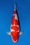 Ratchaburi Young Koi Show 2025 Ratchaburi Young Koi Show 2025
