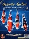 GOSANKE AUCTION เปิดประมูลปลาหลักสายเลือดคุณภาพจาก Matrix Koi GOSANKE AUCTION เปิดประมูลปลาหลักสายเลือดคุณภาพจาก Matrix Koi