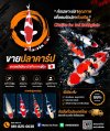 ขายปลาคาร์ป เกรดพรีเมียมนำเข้าจากญี่ปุ่น