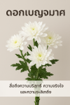 ความหมายของดอกไม้ที่นิยมใช้ในงานศพ ความหมายของดอกไม้ที่นิยมใช้ในงานศพ