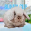 Holland Lop - Male