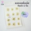 ดอกเอมมี่เมจัส 12 ดอก ดอกไม้แห้งทับ