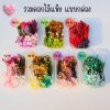 รวมดอกไม้แห้ง แบบกล่อง คละขนาด FW 01-07 , ดอกไม้แห้งจริง