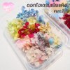 ดอกไฮเดรนเยียแห้ง แบบกล่อง คละขนาด คละสี สุ่ม