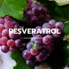 resveratrol resveratrol
