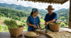 From Soil to Sanctuary The Herb Basics Journey From Soil to Sanctuary The Herb Basics Journey