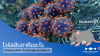 Hantavirus, ไวรัสฮันตา, หนู Hantavirus, ไวรัสฮันตา, หนู