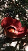 Rafflesia Flowers Explore