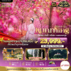 (ทัวร์จีน) มี.ค.70 คุนหมิง ซิงอี้ หมี่เล่อ ชมซากุระ 6 วัน 5 คืน Kunming Airlines