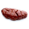KIDNEY