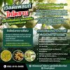 สวนเขียวไว