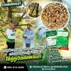สูตรเร่งโตธรรมชาติ
