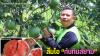 วิธีทำส้มโอสายพันธ์ทับทิมสยามให้ได้เกรดส่งออกด้วยอินทรีย์ วิธีทำส้มโอสายพันธ์ทับทิมสยามให้ได้เกรดส่งออกด้วยอินทรีย์