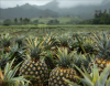 Pineapple Farm