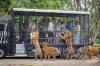 Tour Safari &amp; Marine park