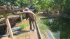 บ้านสวนเกษตร บ้าน 2 หลัง เนื้อที่ 4 ไร่ 60 ตร.วา อ.โพธาราม จ.ราชบุรี